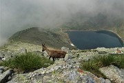 46 Uno stambecco si abbassa verso il Lago Moro
